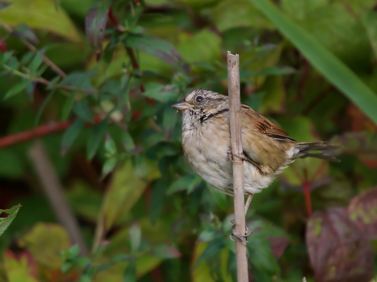 Swamp Sparrow - ML642022459