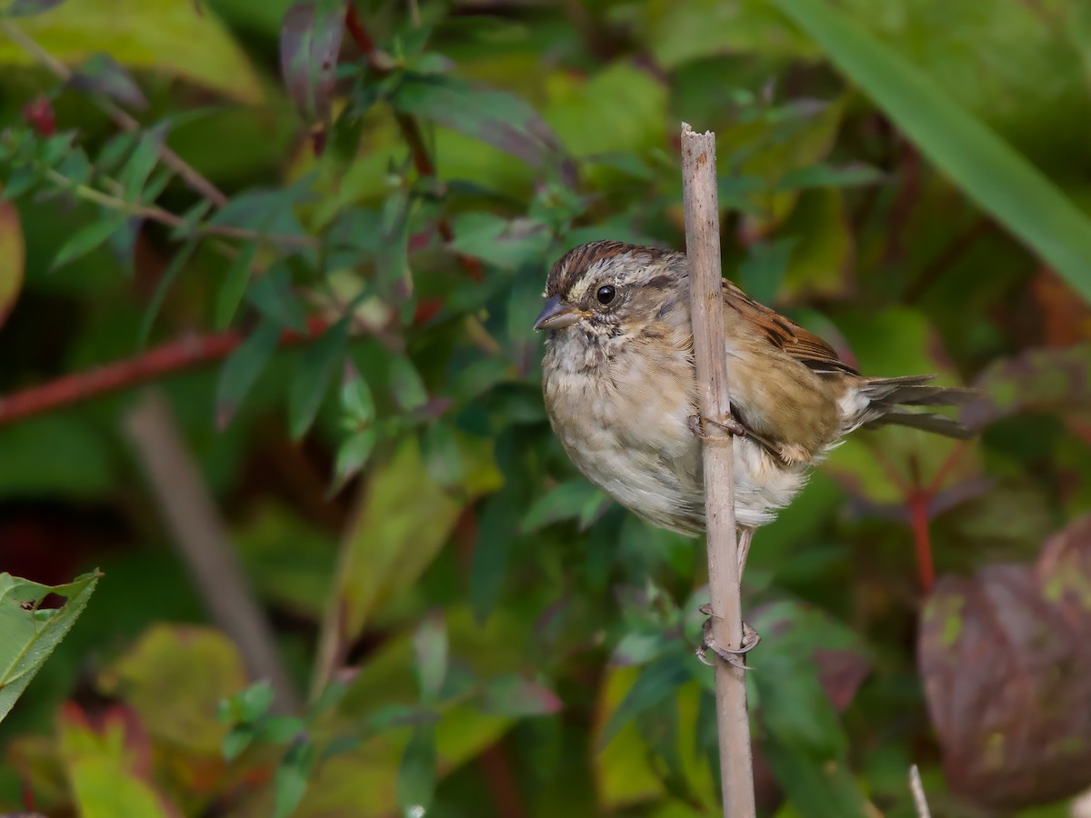 Swamp Sparrow - ML642022461