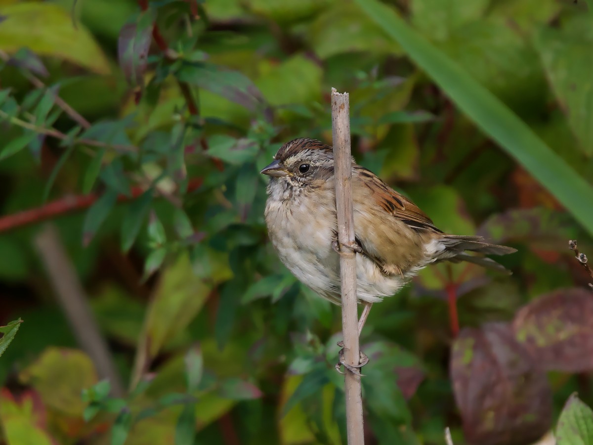 Swamp Sparrow - ML642022462