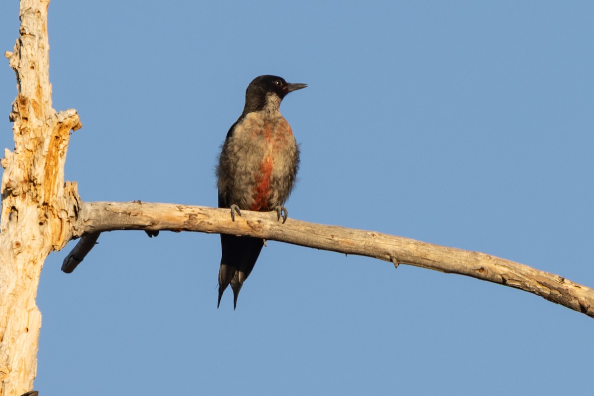 Lewis's Woodpecker - ML642022467