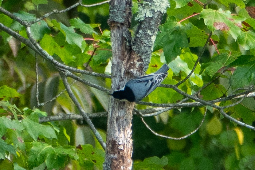 White-breasted Nuthatch - ML642022471