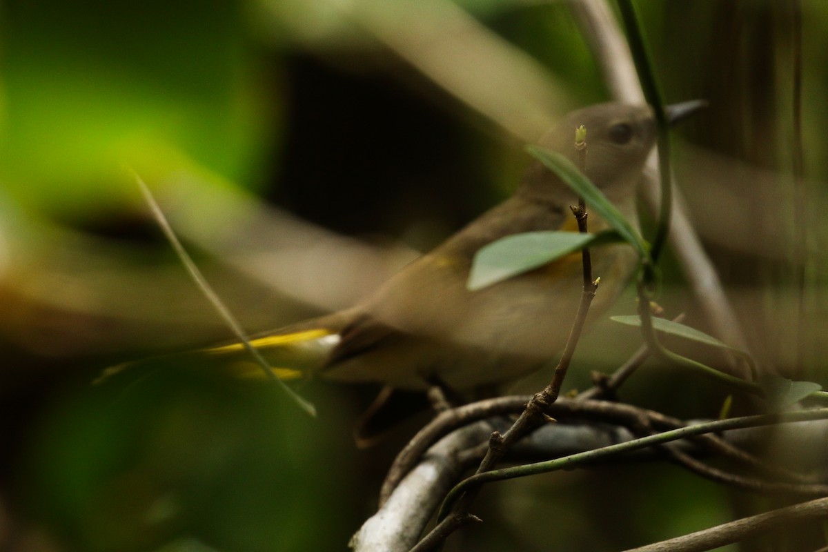 American Redstart - ML642022474