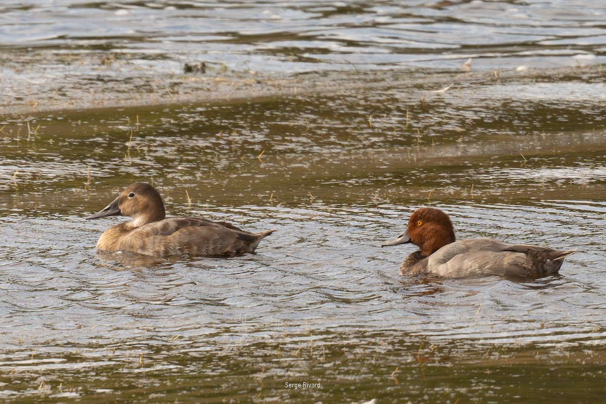 Canvasback - ML642022478