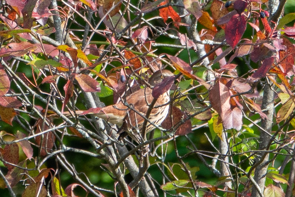 Brown Thrasher - ML642022479