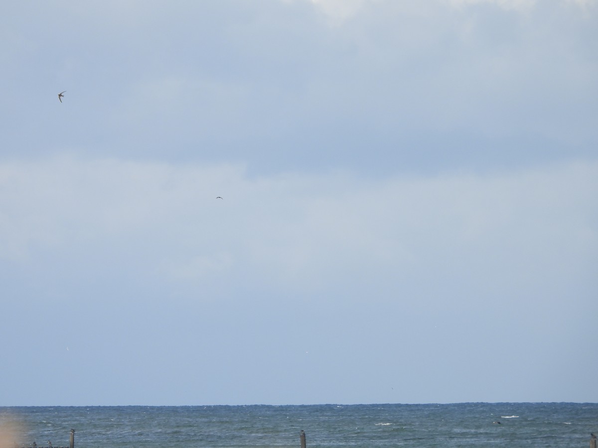 Common Swift - ML642022485