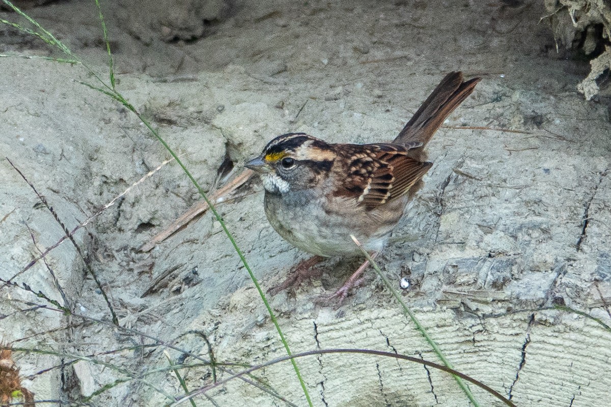 White-throated Sparrow - ML642022488