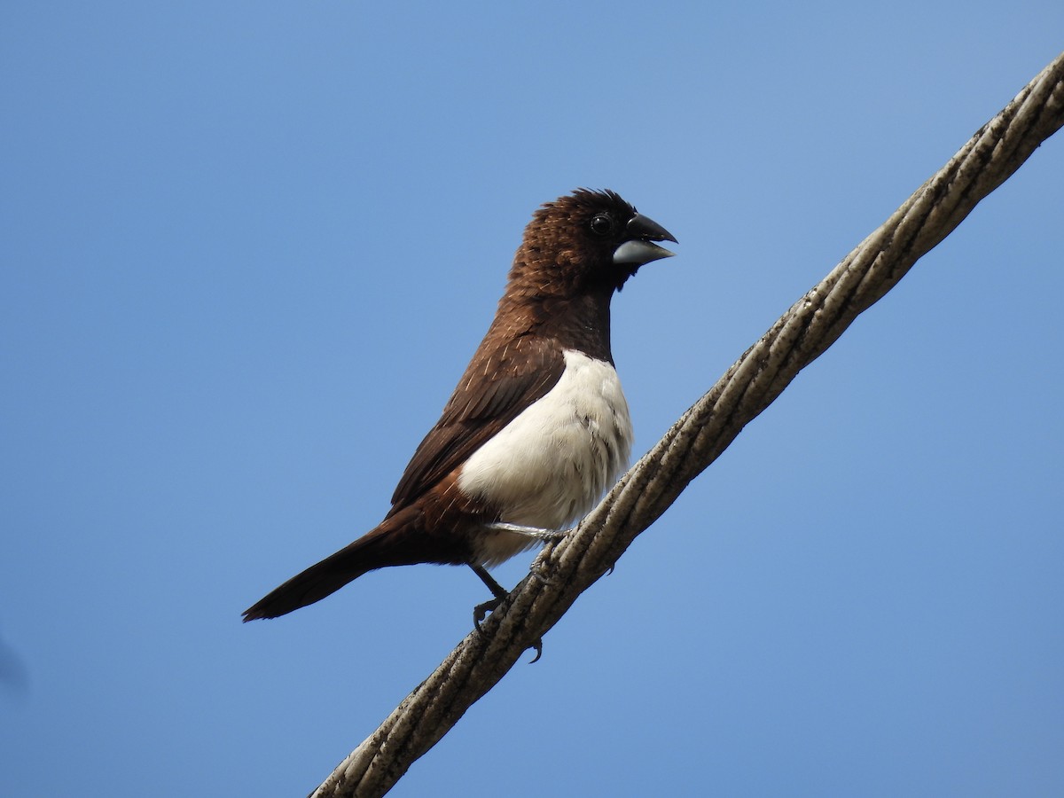 White-rumped Munia - Tomasz Rygiel