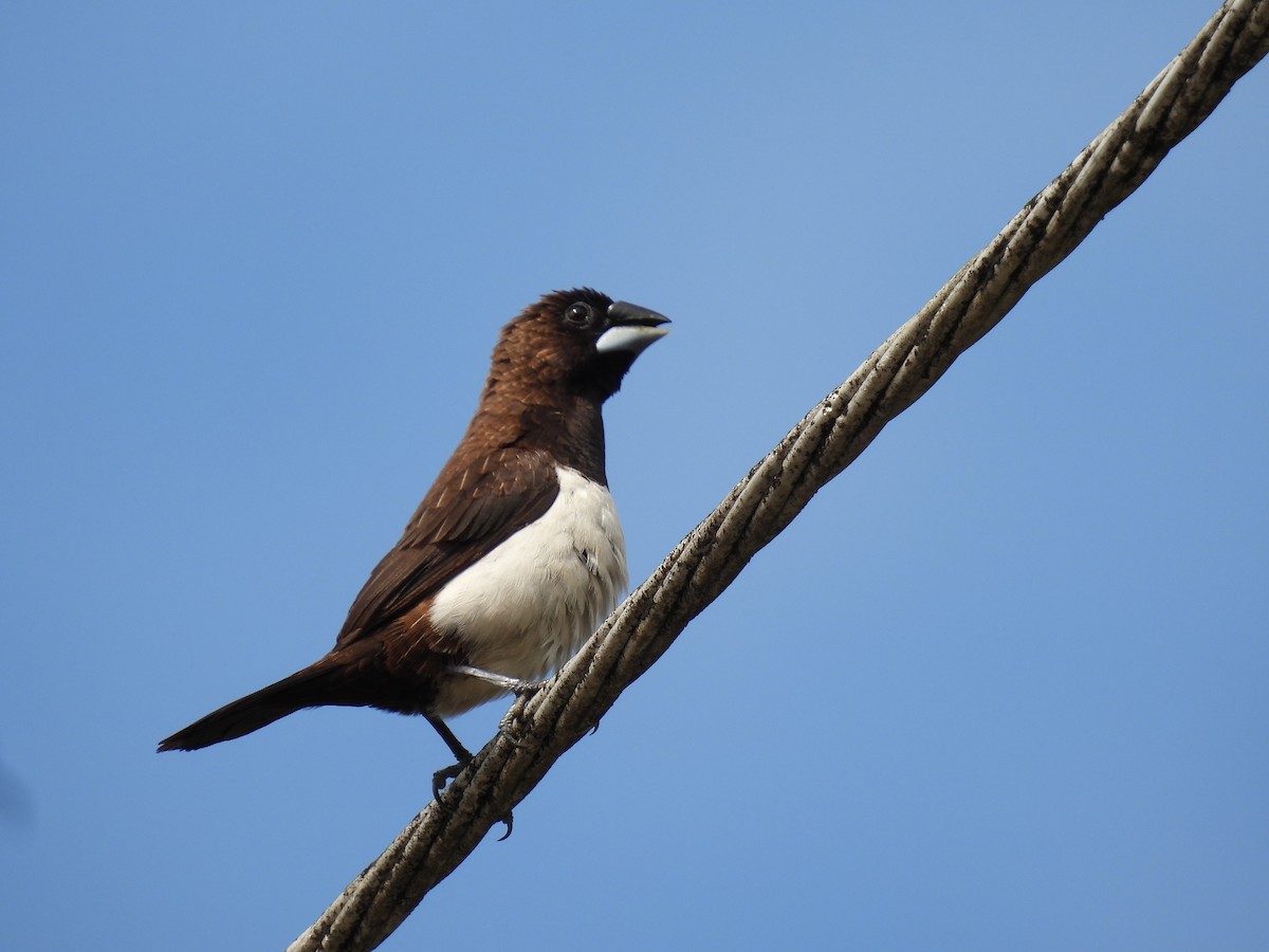 White-rumped Munia - Tomasz Rygiel
