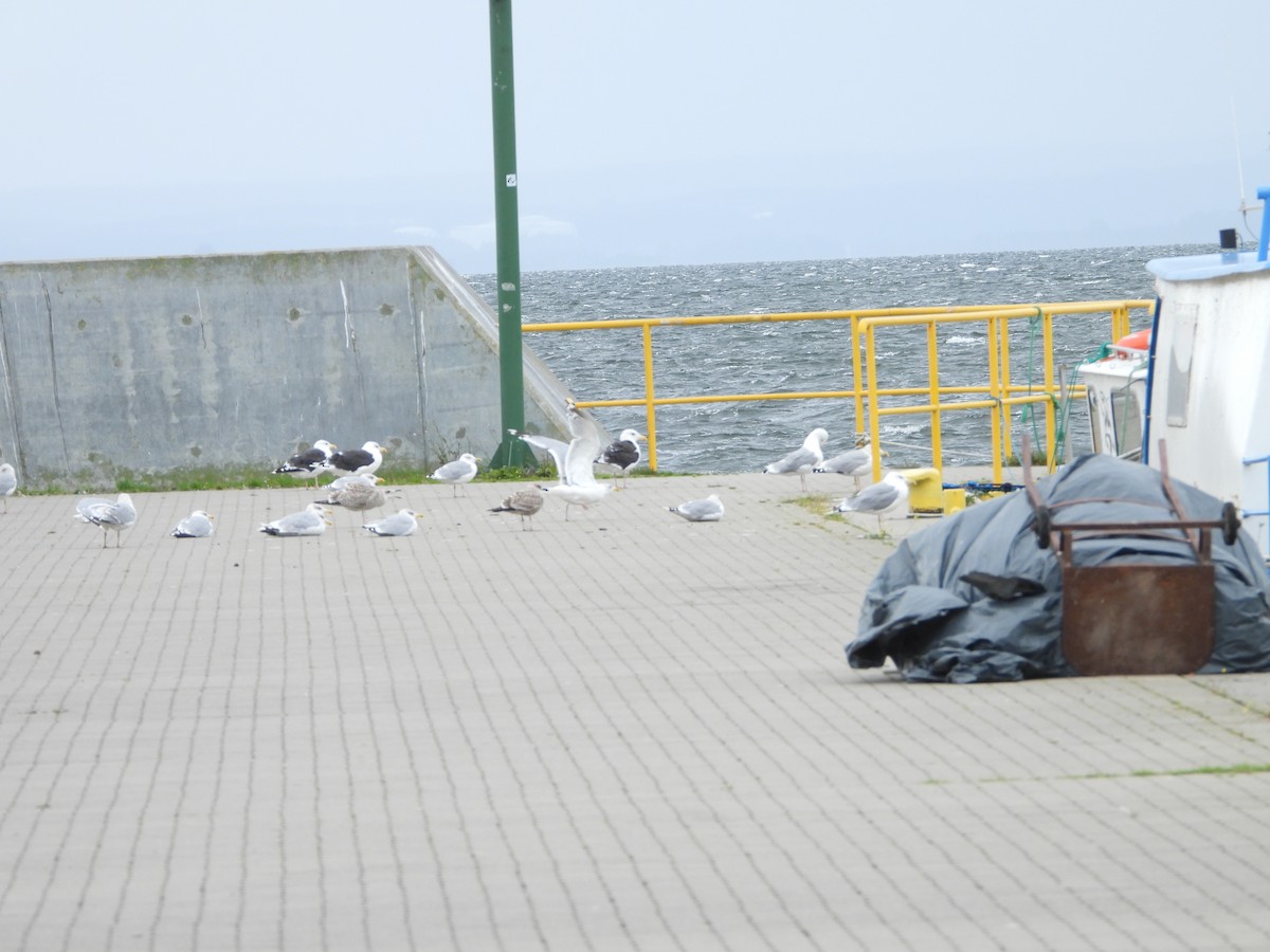 Great Black-backed Gull - ML642022507