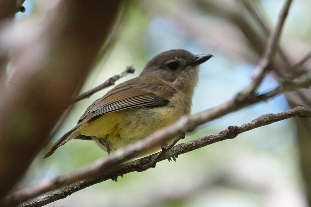 Golden Whistler (Eastern) - ML642022509