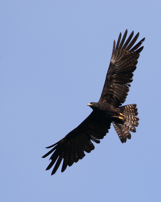 Black Eagle - ML642022511