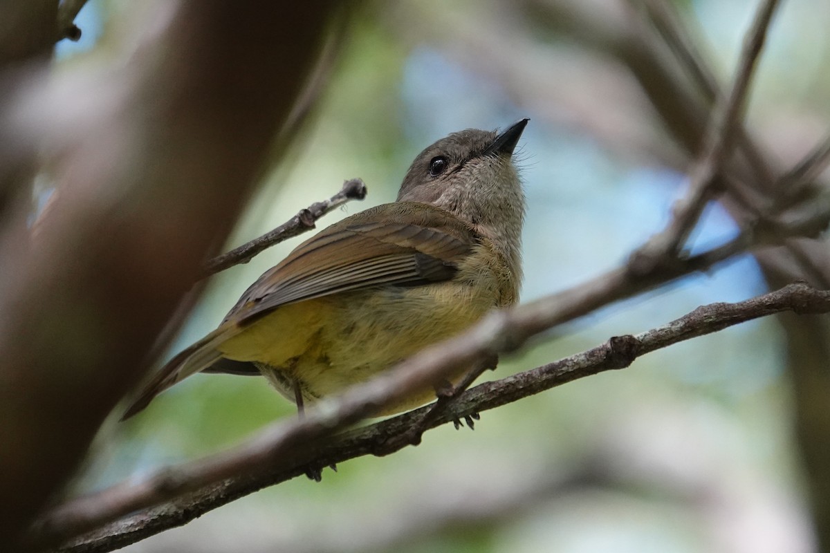 Golden Whistler (Eastern) - ML642022513