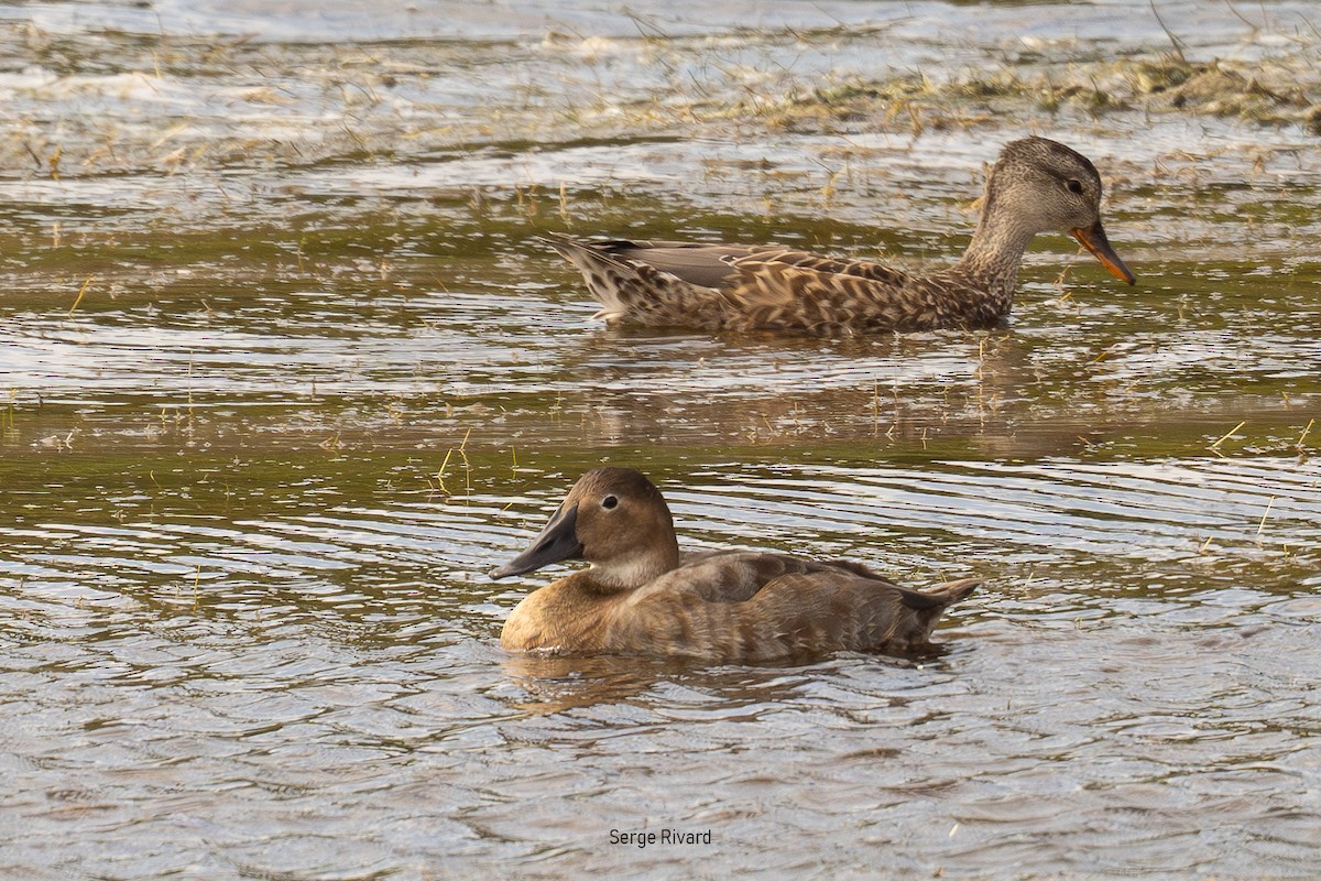 Canvasback - ML642022527