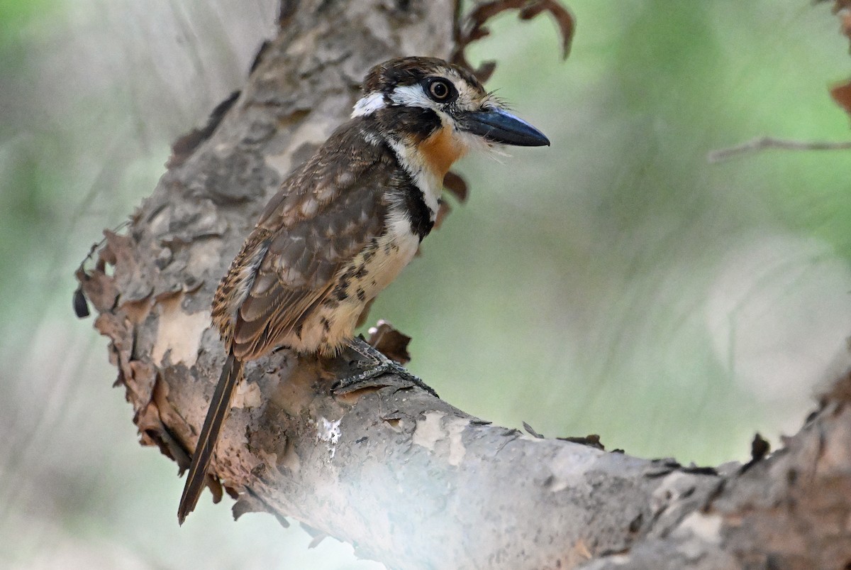 Russet-throated Puffbird - ML642022552