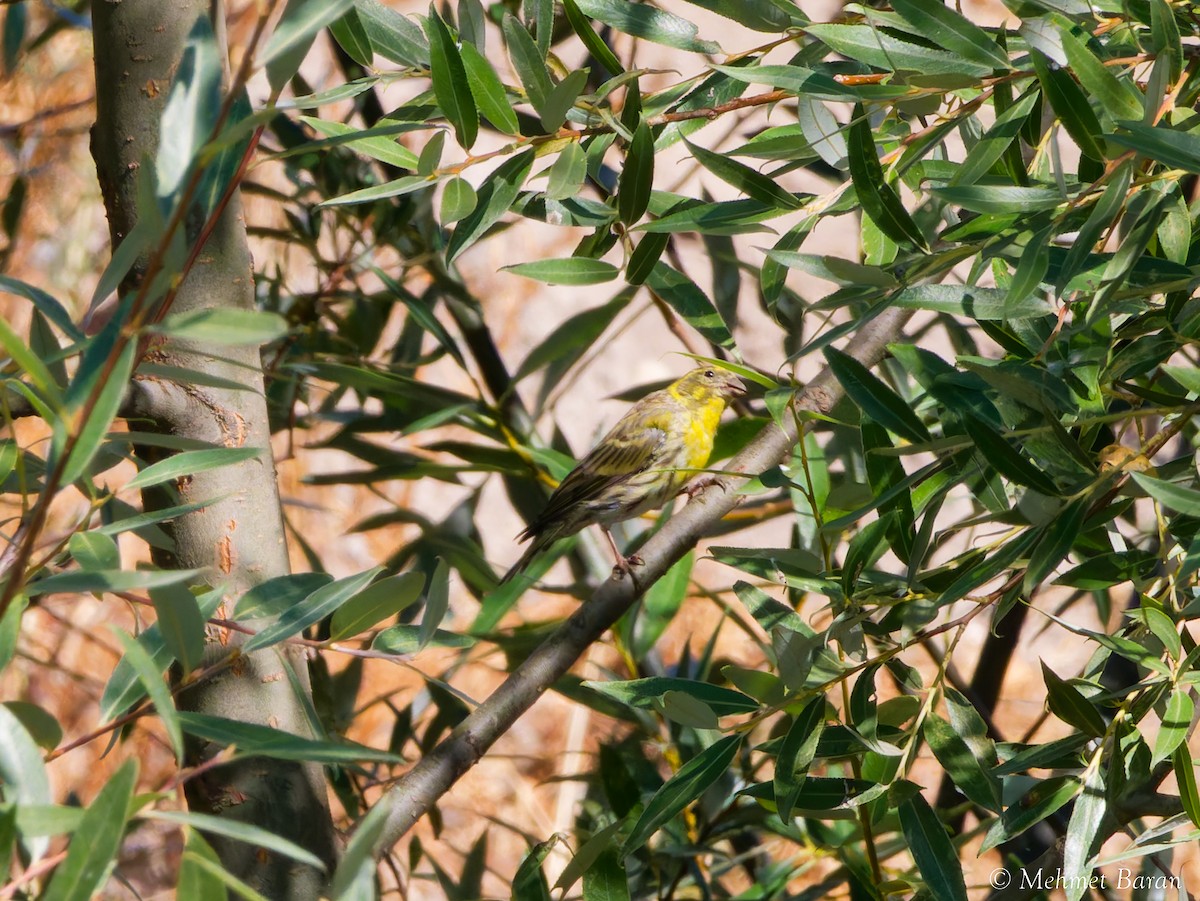 בזבוז אירופי - ML642022555