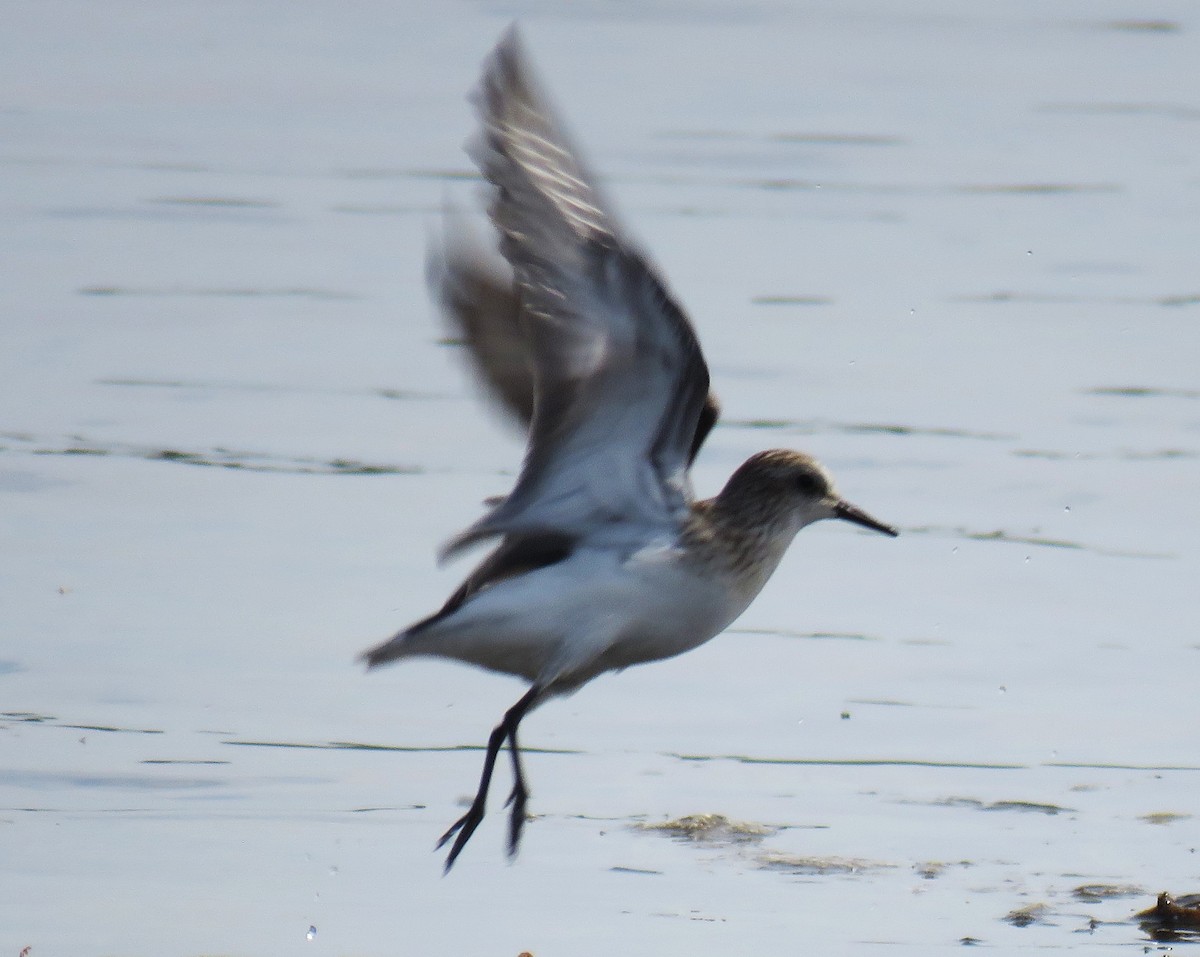 Semipalmated Sandpiper - ML642022558