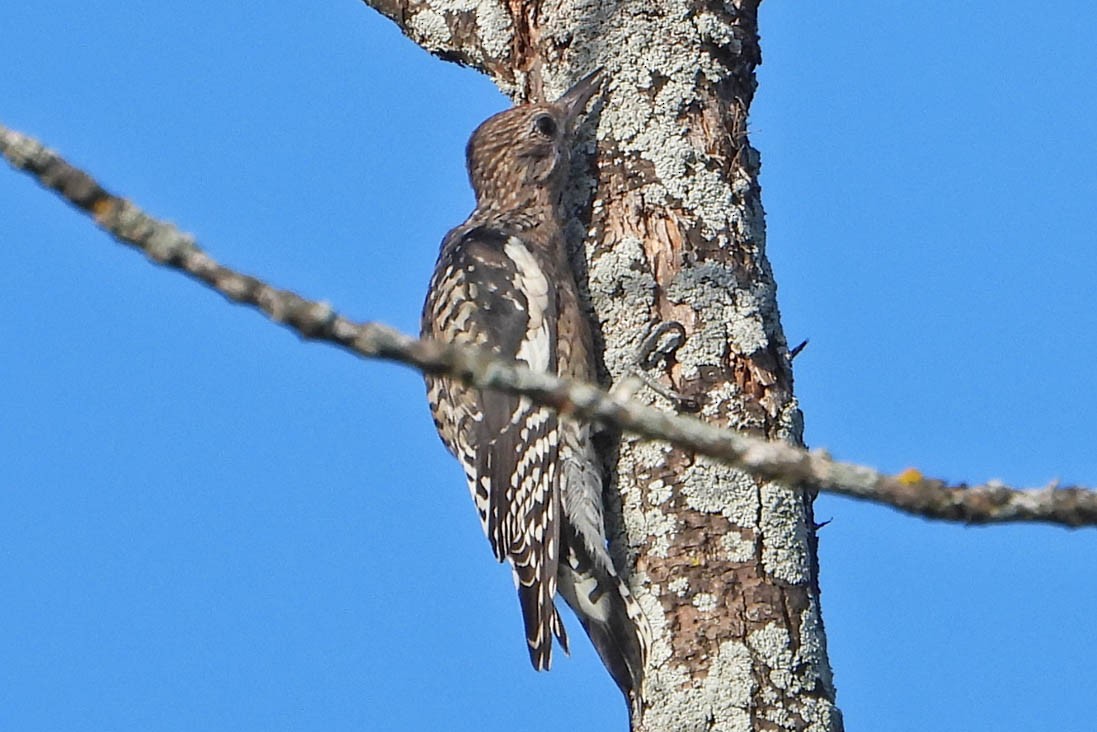 Yellow-bellied Sapsucker - ML642022573