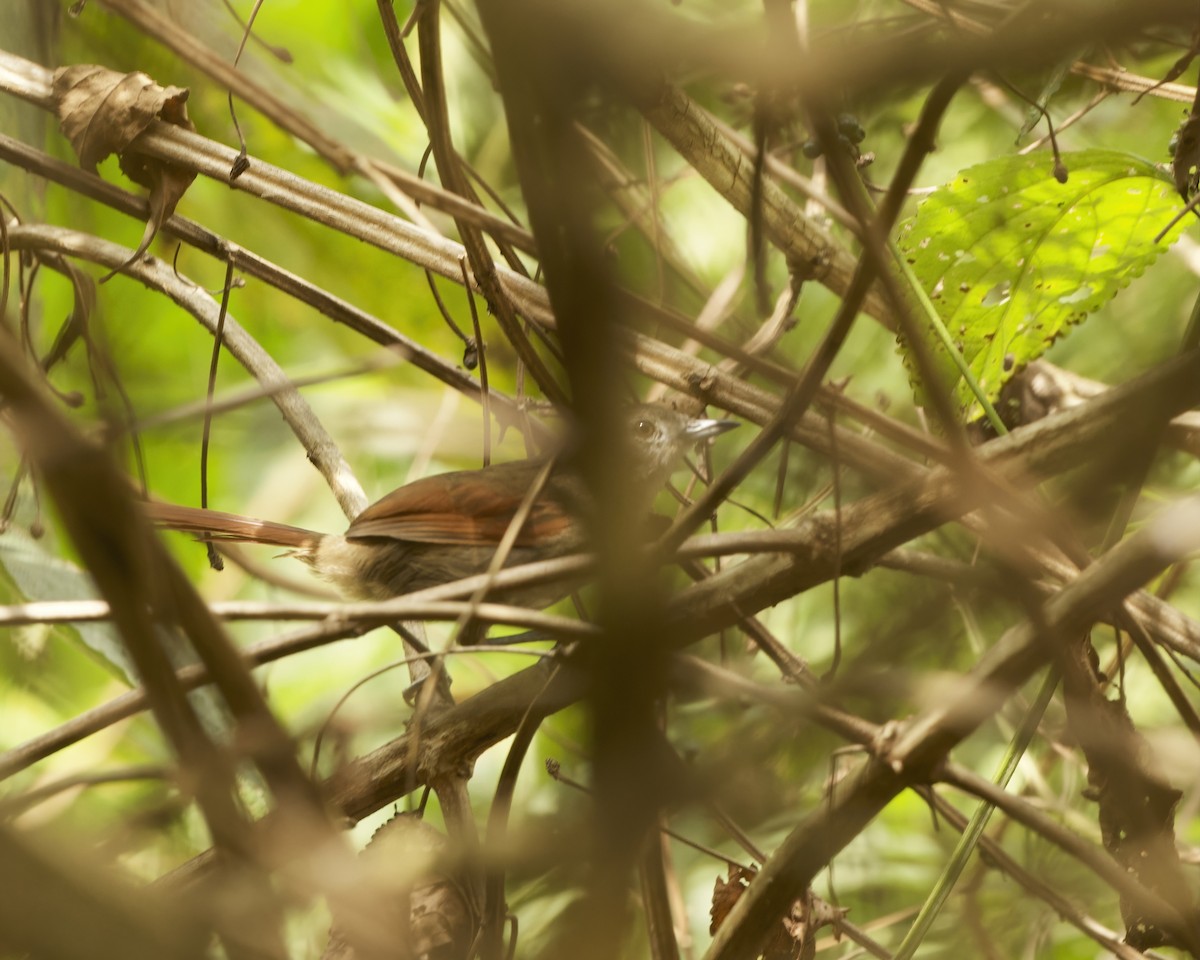 Plain-crowned Spinetail - ML642022585