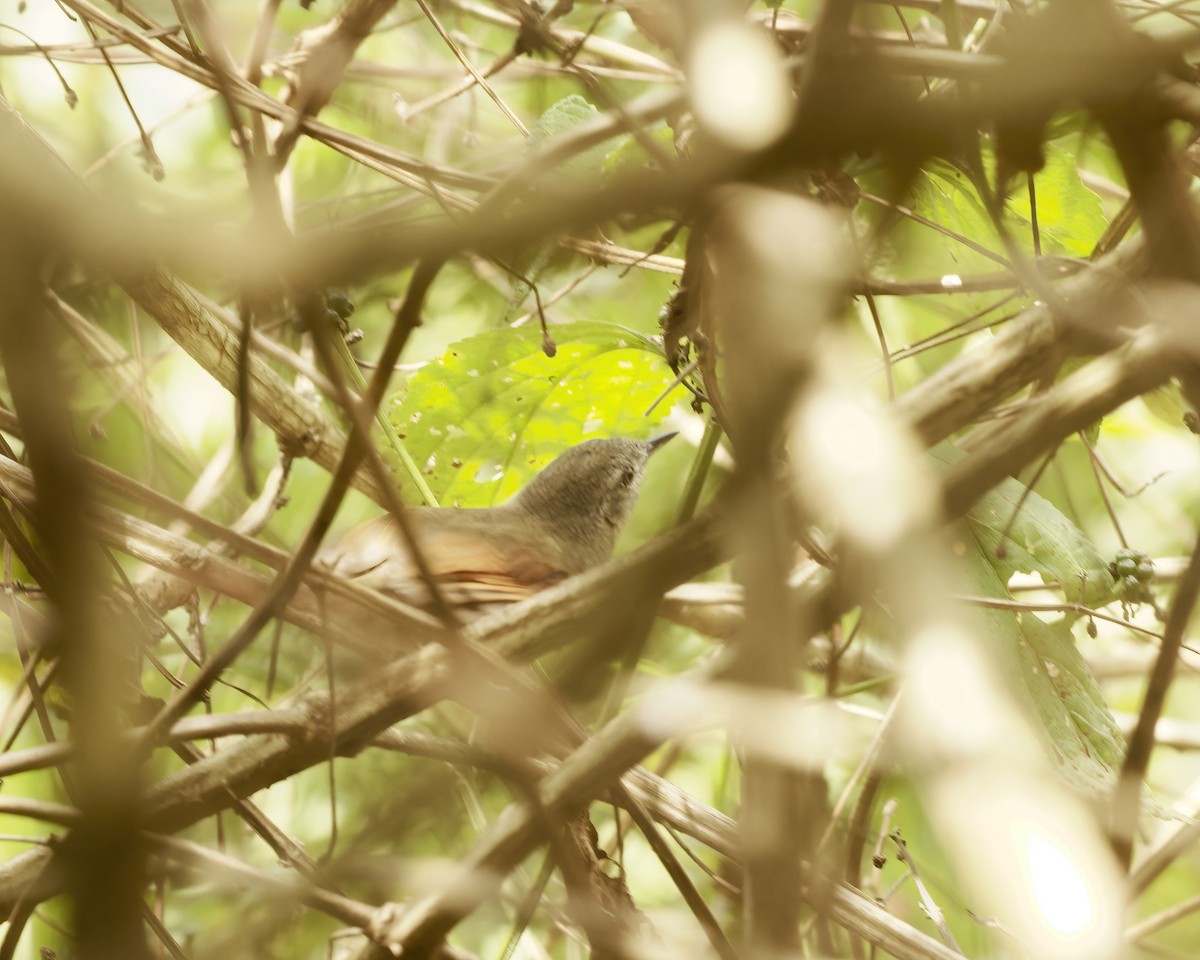 Plain-crowned Spinetail - ML642022586