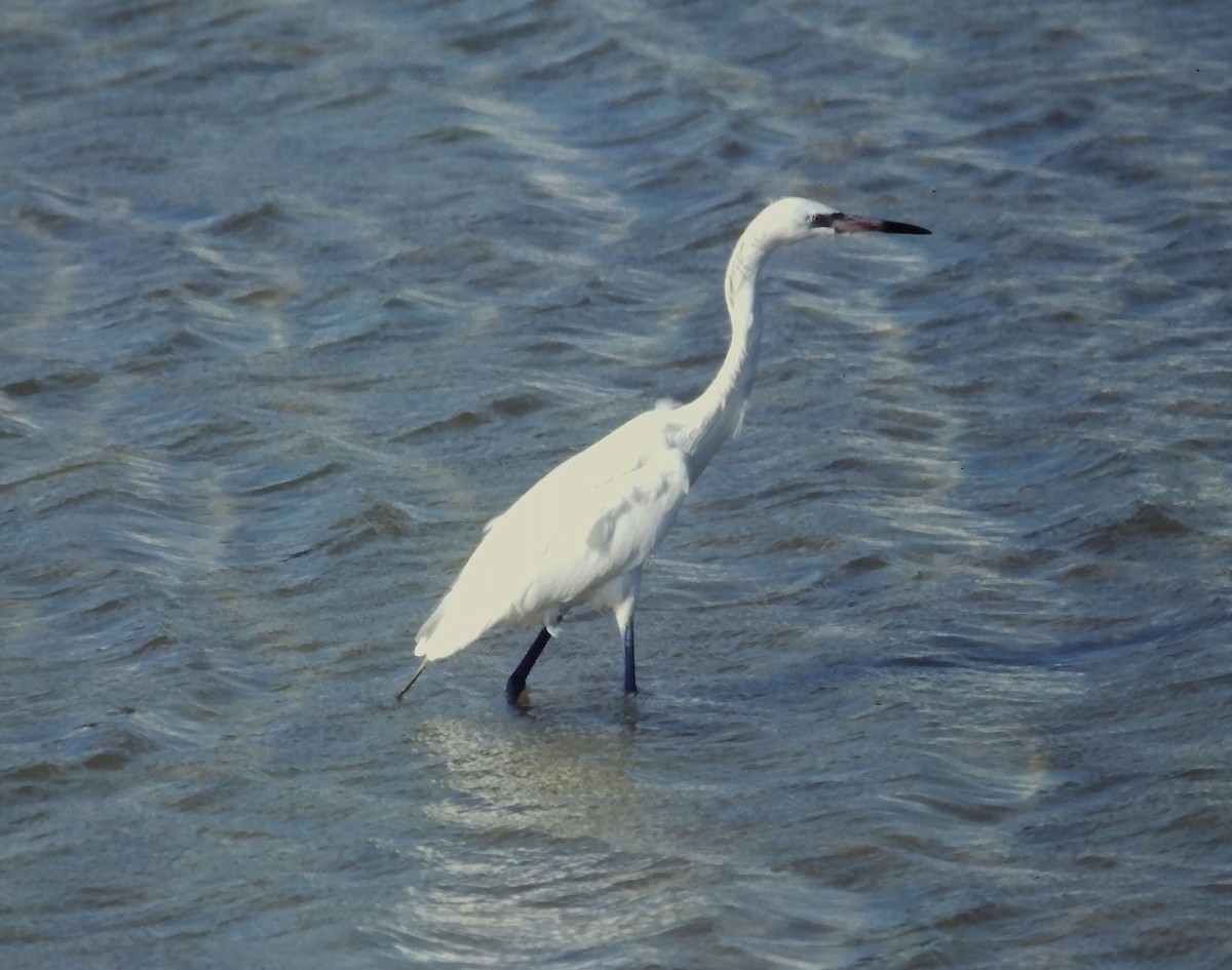 アカクロサギ - ML642022649