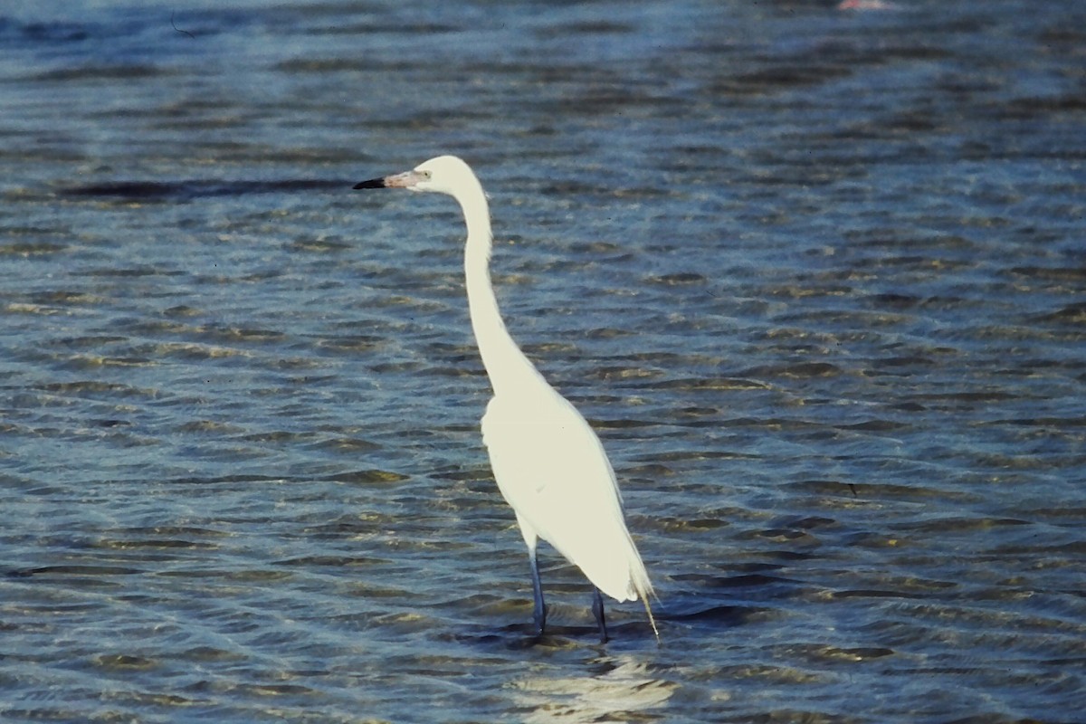 アカクロサギ - ML642022663