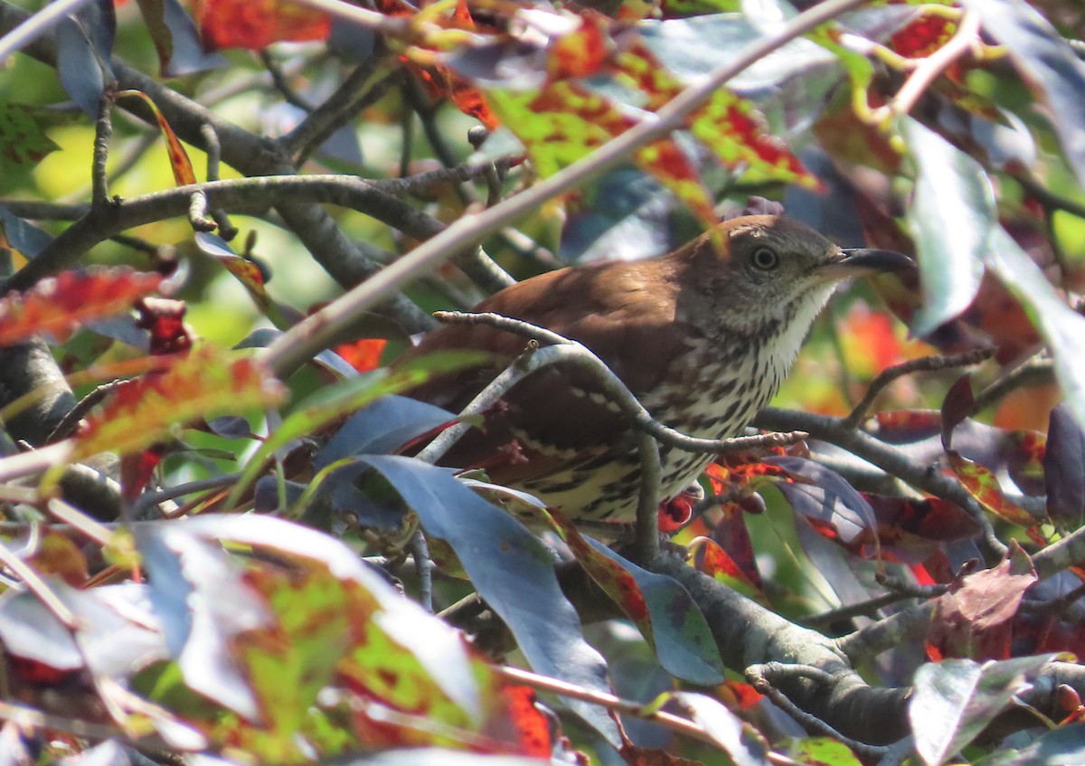 Brown Thrasher - ML642022702