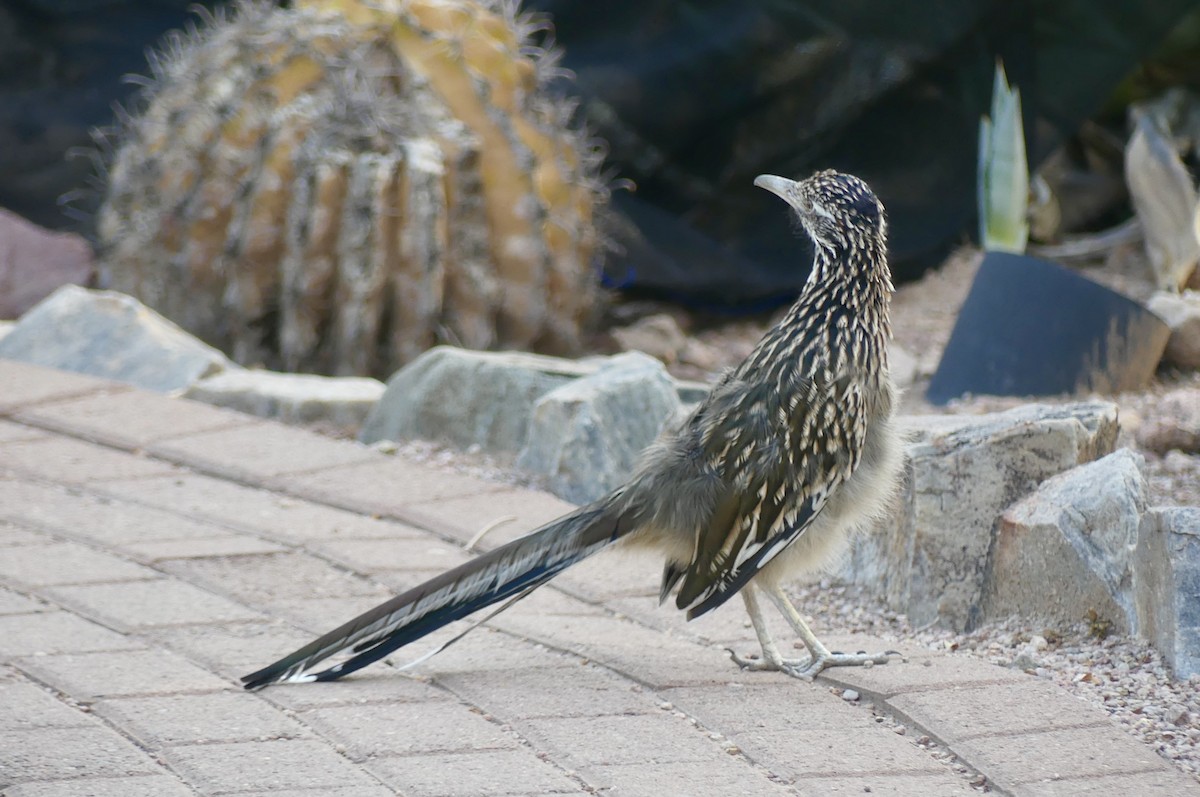 Greater Roadrunner - ML642022716