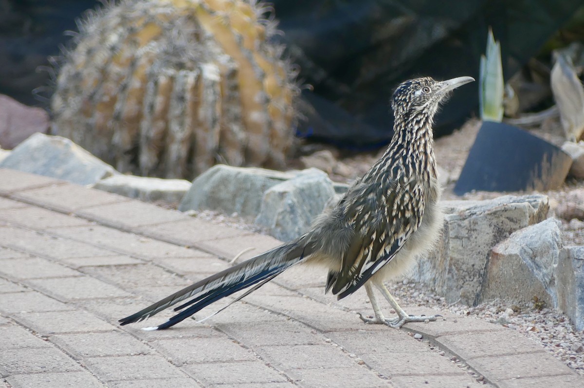 Greater Roadrunner - ML642022717