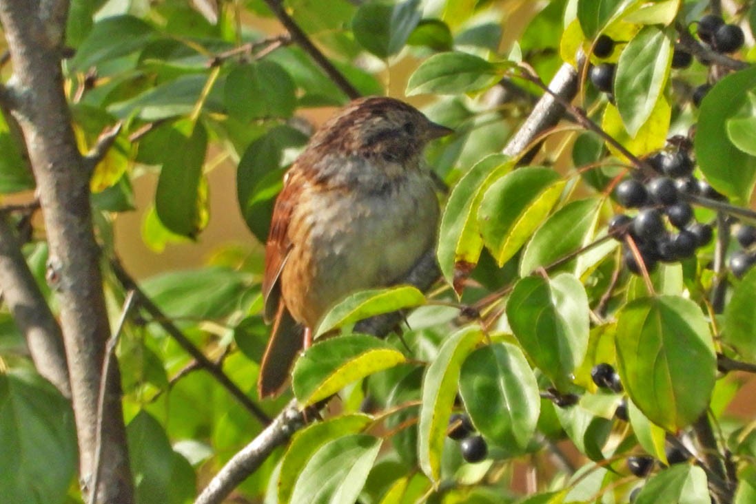 Swamp Sparrow - ML642022723