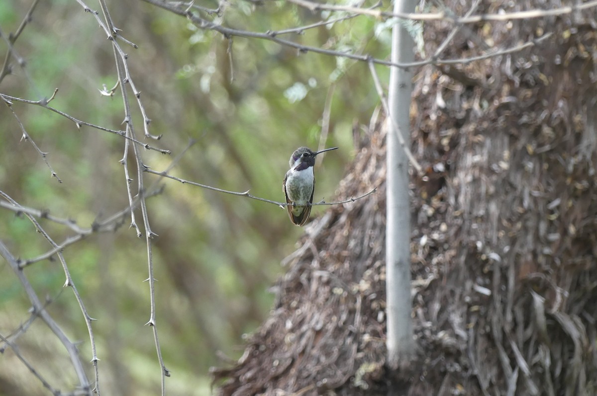 Costa's Hummingbird - ML642022727