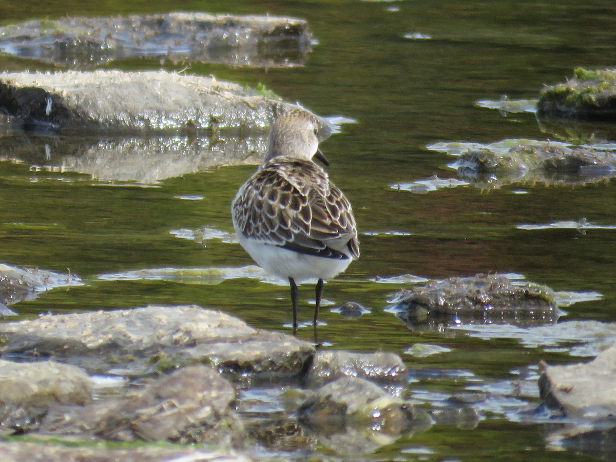 Semipalmated Sandpiper - ML642022738