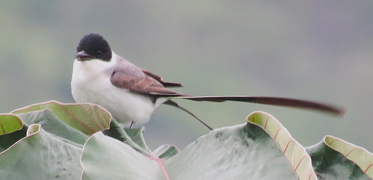 Fork-tailed Flycatcher (savana) - ML642022748