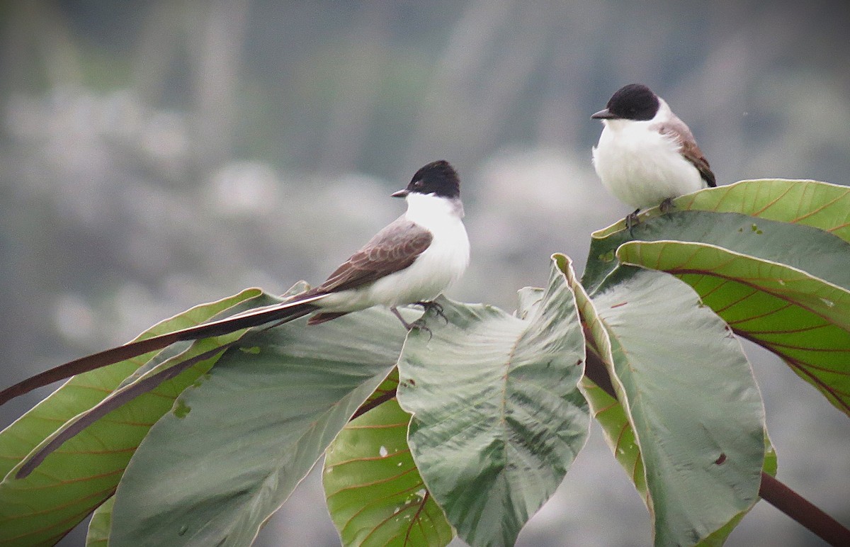 Fork-tailed Flycatcher (savana) - ML642022749