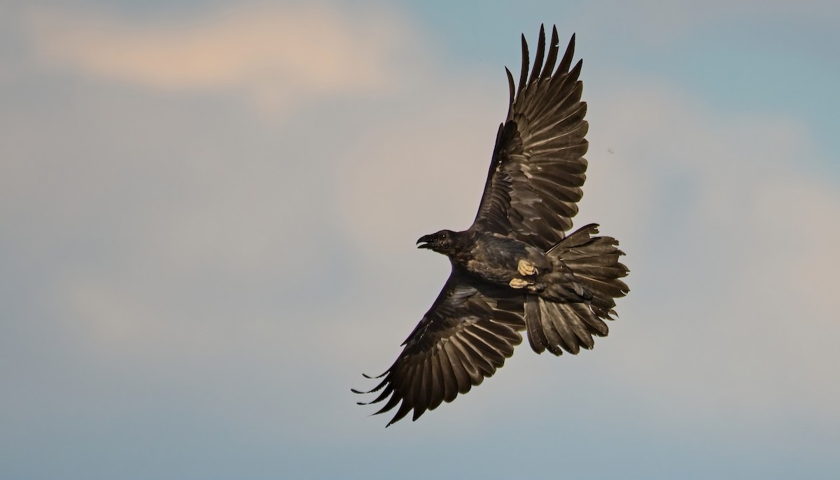 krkavec velký - ML642022750