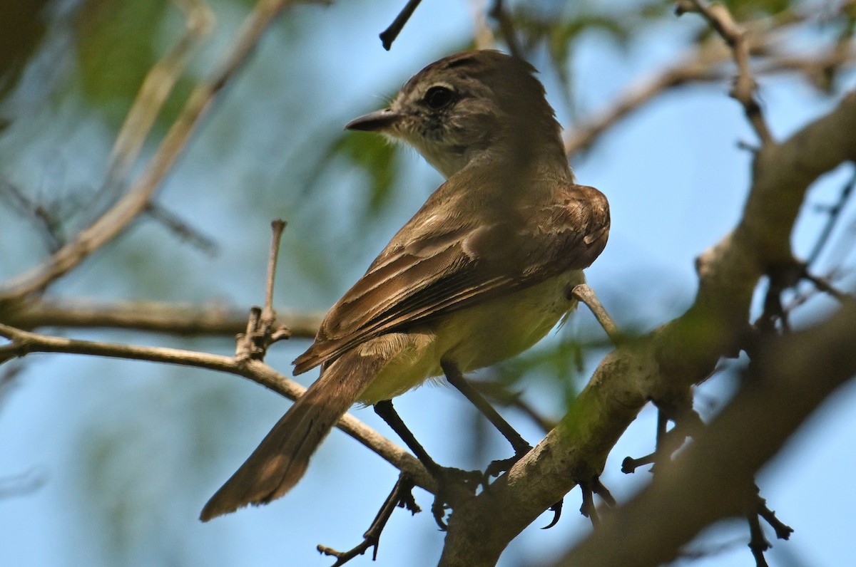 Northern Scrub-Flycatcher - ML642022752