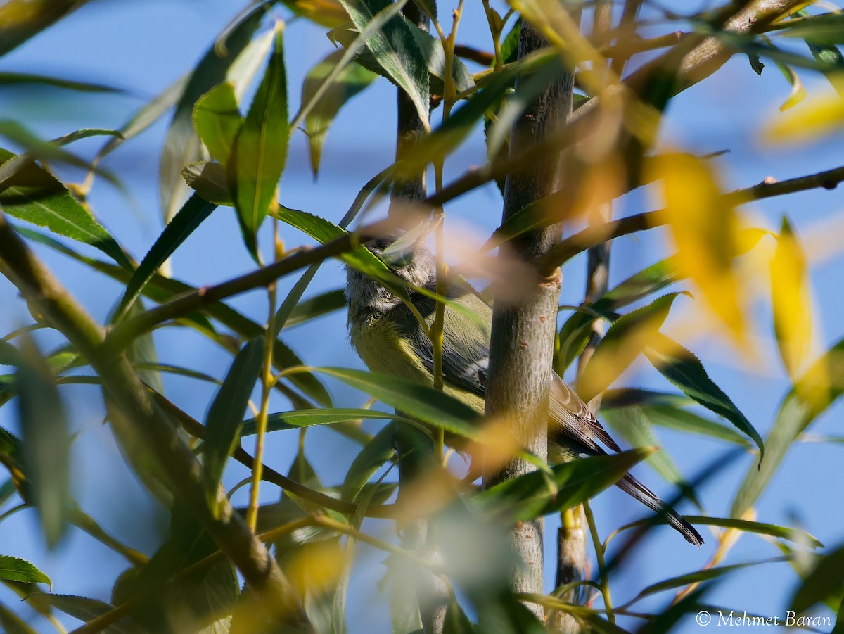 Eurasian Blue Tit - ML642022753