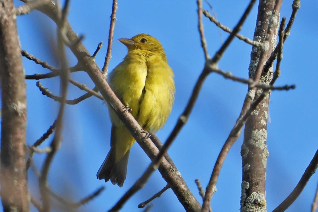 Scarlet Tanager - ML642022756