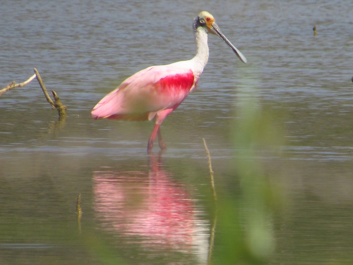 Roseate Spoonbill - ML642022760