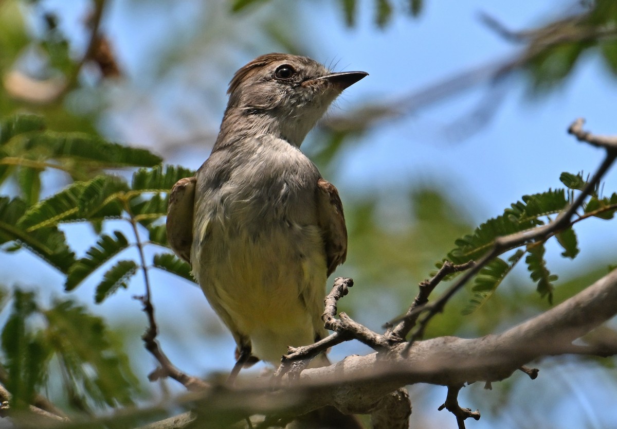 Northern Scrub-Flycatcher - ML642022762