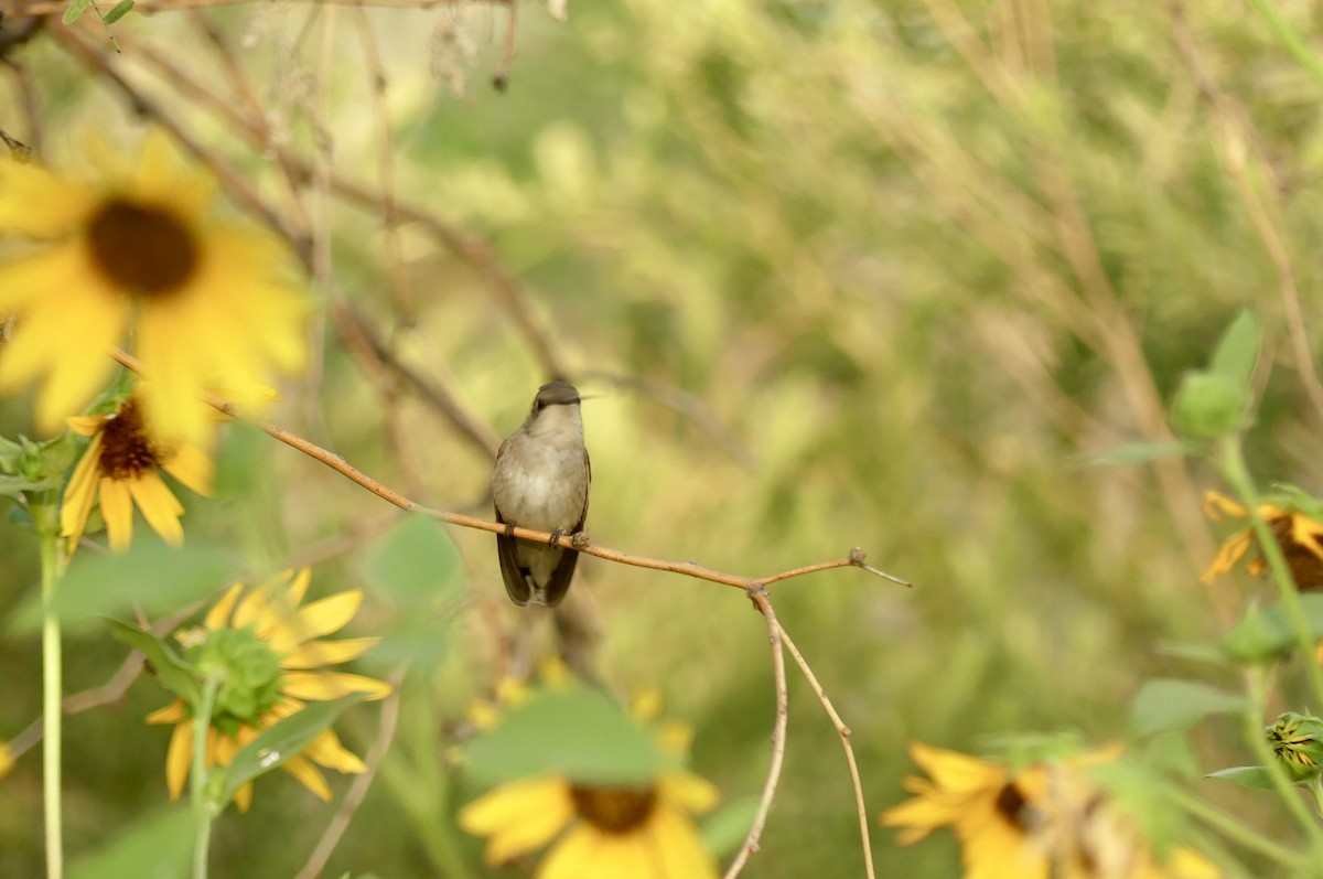 hummingbird sp. - ML642022763