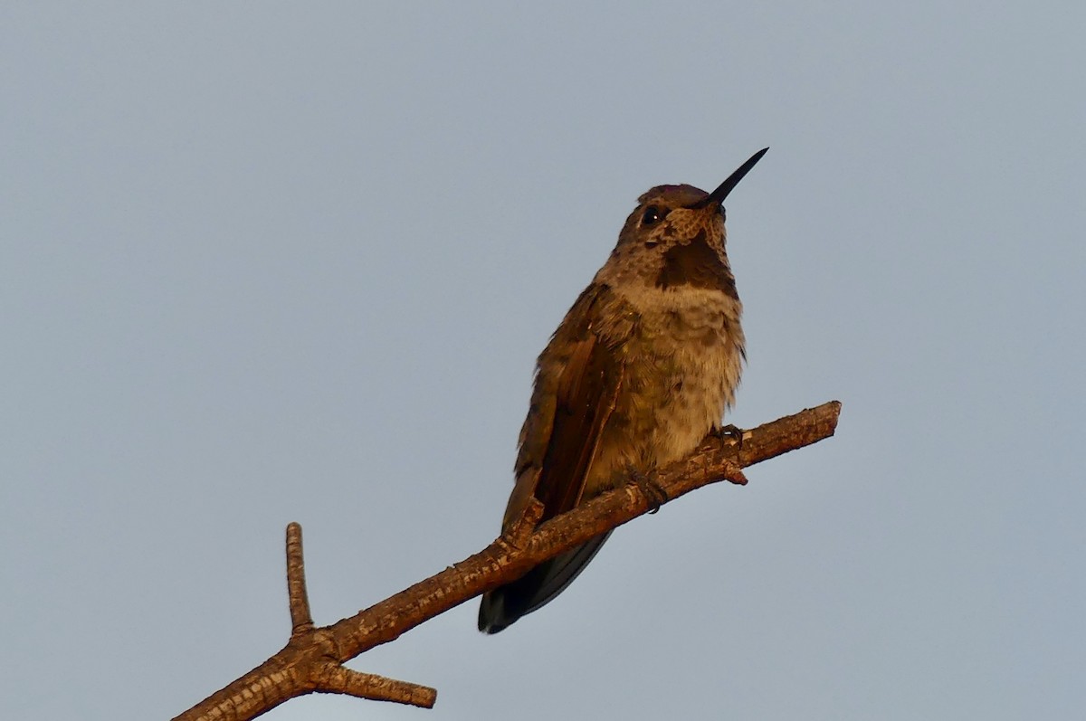 Anna's Hummingbird - ML642022787