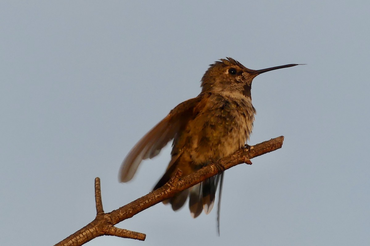 Anna's Hummingbird - ML642022788