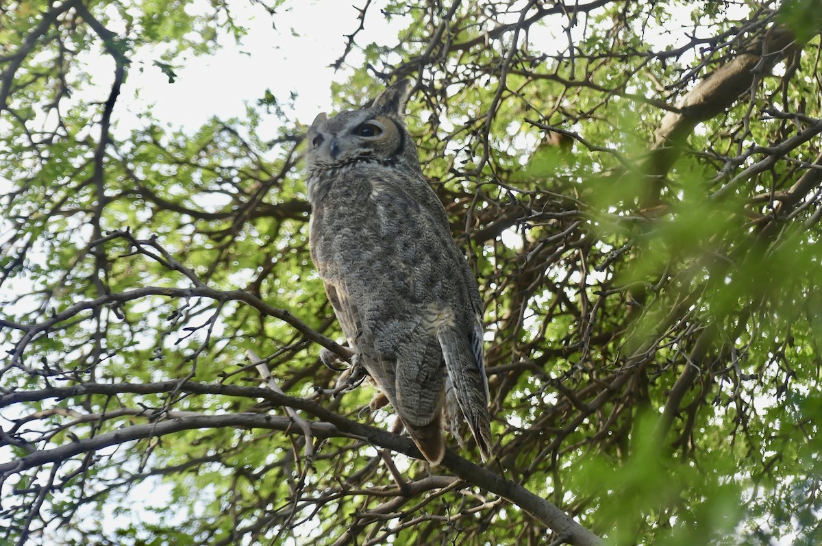 Great Horned Owl - ML642022801
