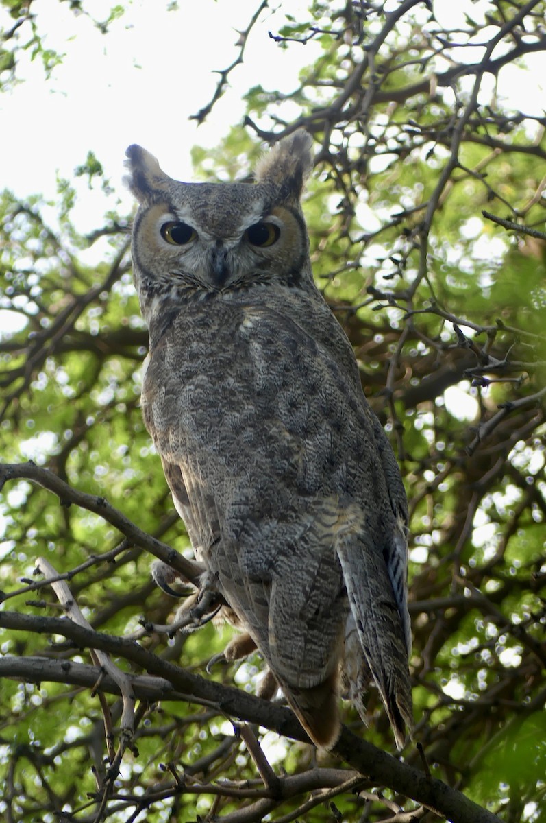 Great Horned Owl - ML642022802