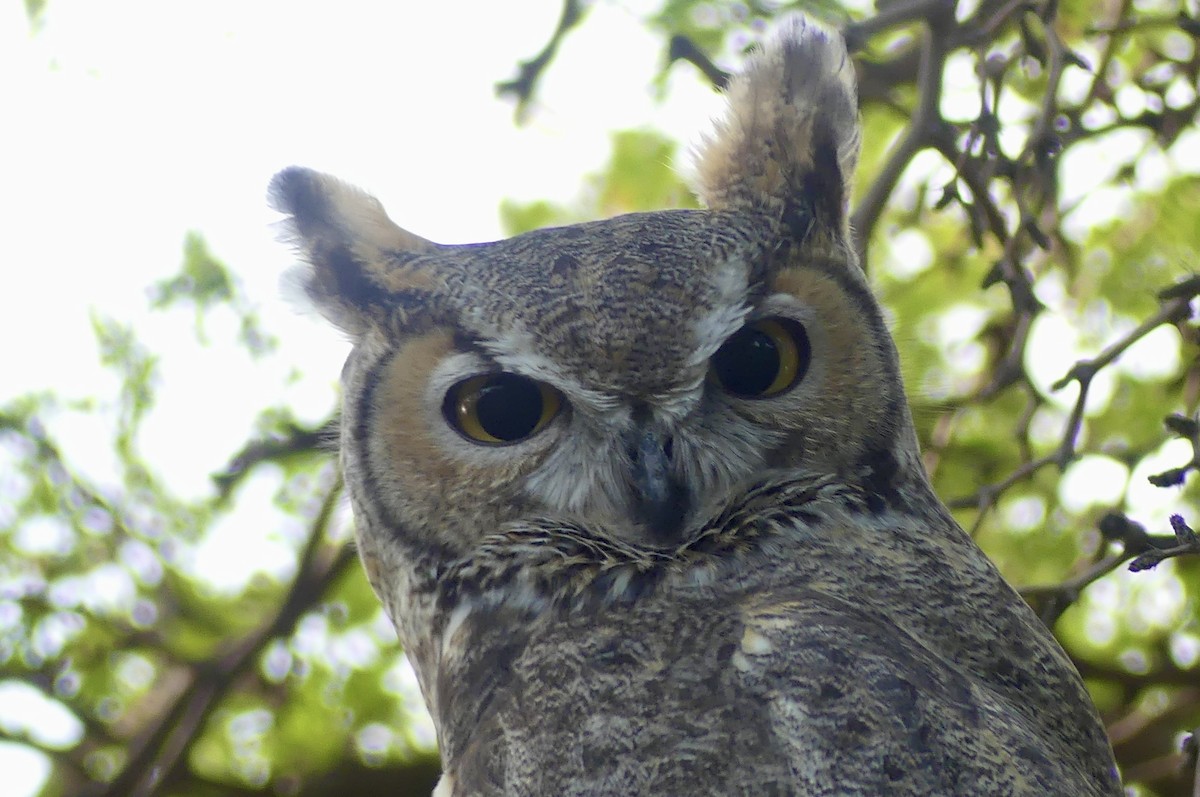 Great Horned Owl - ML642022803