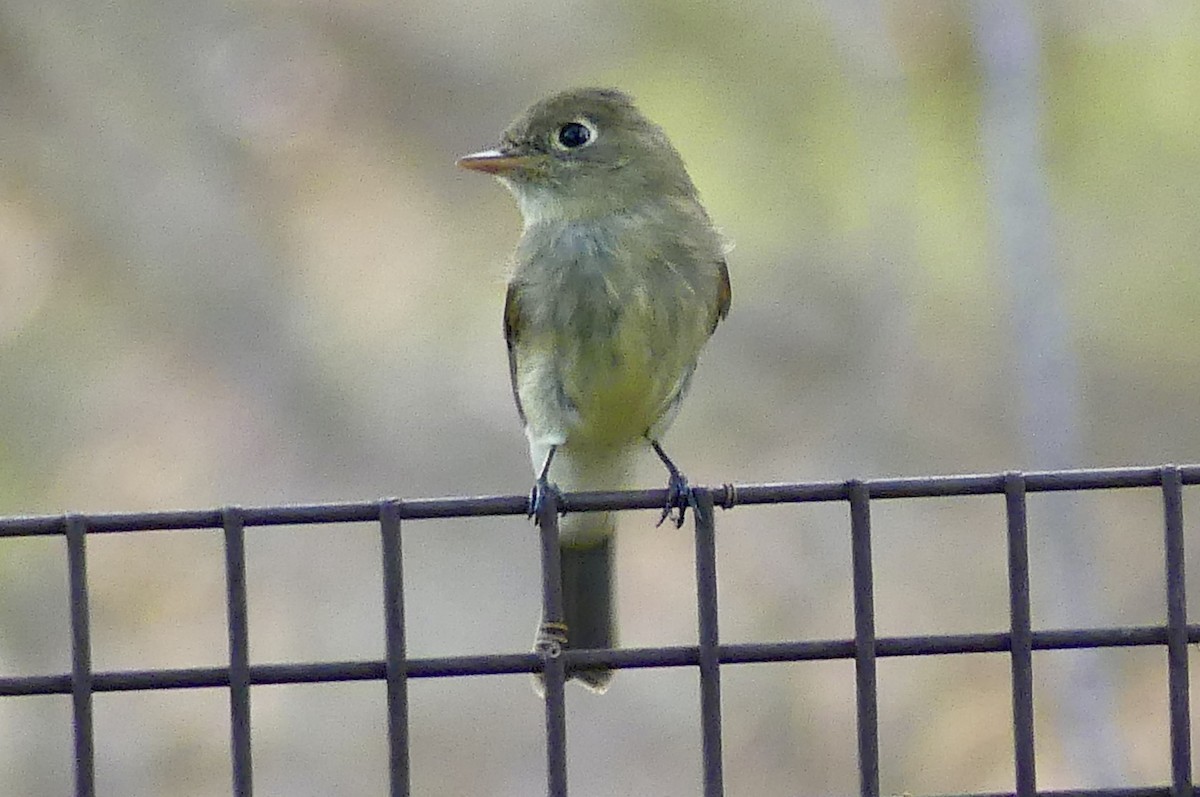 Western Flycatcher - ML642022820