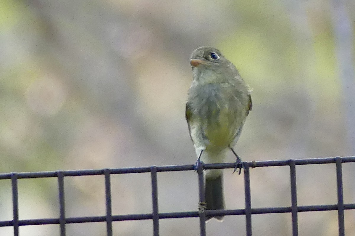 Western Flycatcher - ML642022821