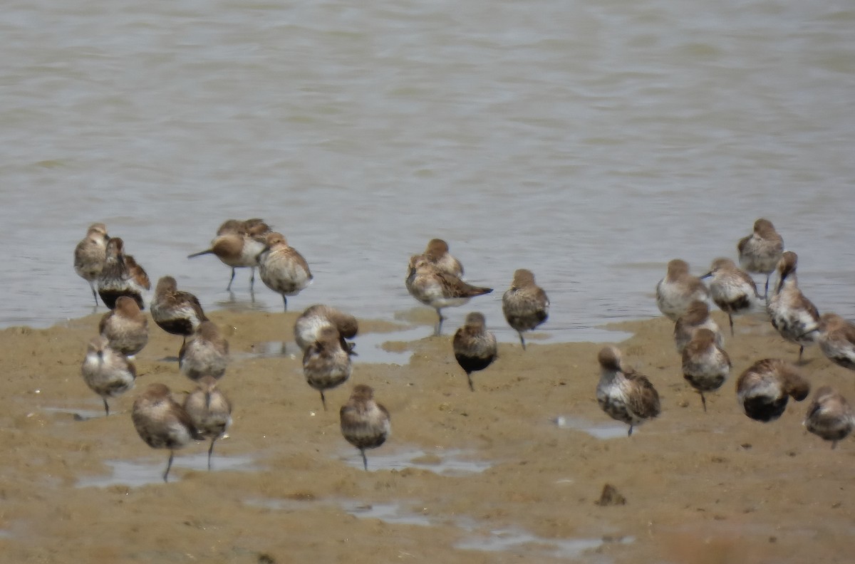 Dunlin - ML642022822