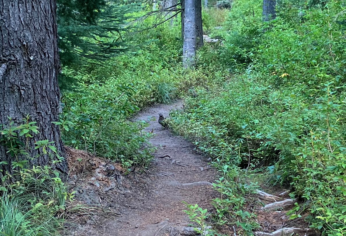 Spruce Grouse - ML642022843