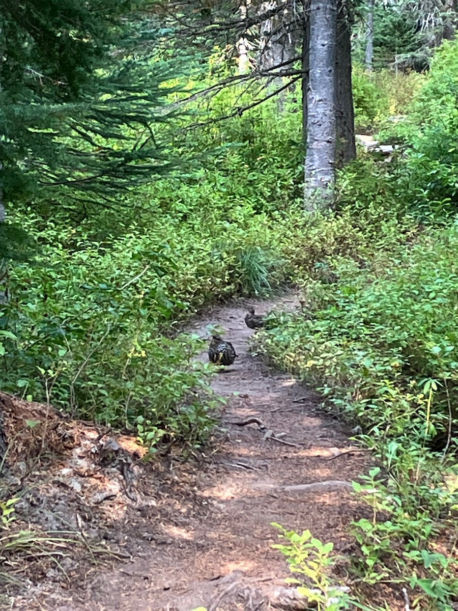 Spruce Grouse - ML642022844